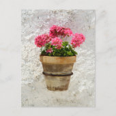 Blumen | Geranium in Blume in Pot Postkarte (Vorderseite)