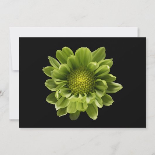 Blumen | Grünes Chrysanthemum Dankeskarte (Vorderseite)