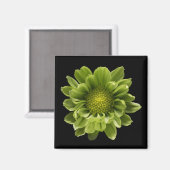Blumen | Grünes Chrysanthemum Magnet (Vorderseite/Rückseite)