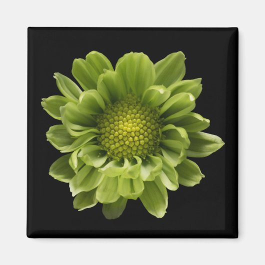 Blumen | Grünes Chrysanthemum Magnet (Vorne)