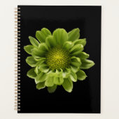 Blumen | Grünes Chrysanthemum Planer (Vorderseite)