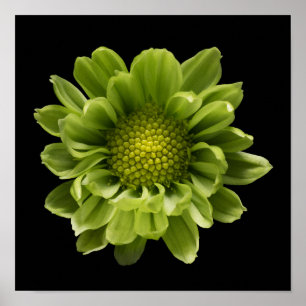 Blumen Grünes Chrysanthemum Poster