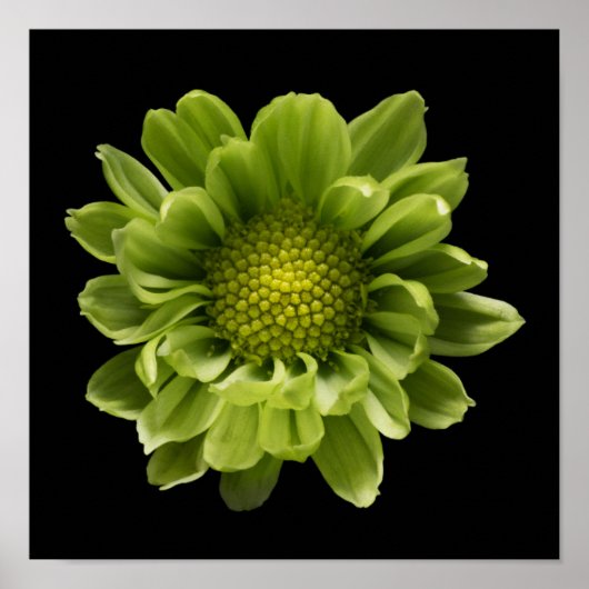 Blumen | Grünes Chrysanthemum Poster (Vorne)