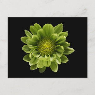 Blumen Grünes Chrysanthemum Postkarte