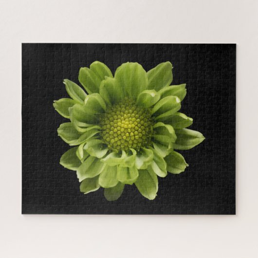 Blumen | Grünes Chrysanthemum Puzzle (Horizontal)