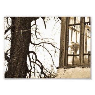 Blumen im alten Haus-Foto-Druck Fotodruck