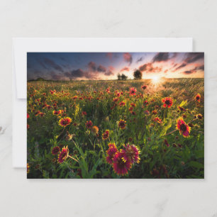 Blumen Indian Blanket Wildblume Texas Dankeskarte