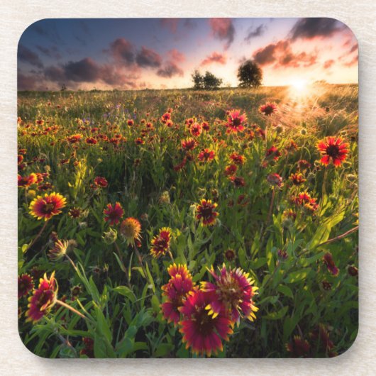 Blumen | Indian Blanket Wildblume Texas Getränkeuntersetzer (Vorderseite)