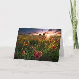 Blumen Indian Blanket Wildblume Texas Karte