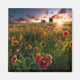 Blumen Indian Blanket Wildblume Texas Magnet