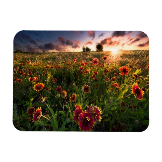 Blumen | Indian Blanket Wildblume Texas Magnet (Horizontal)