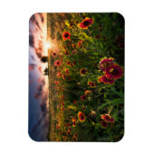 Blumen | Indian Blanket Wildblume Texas Magnet (Vertikal)