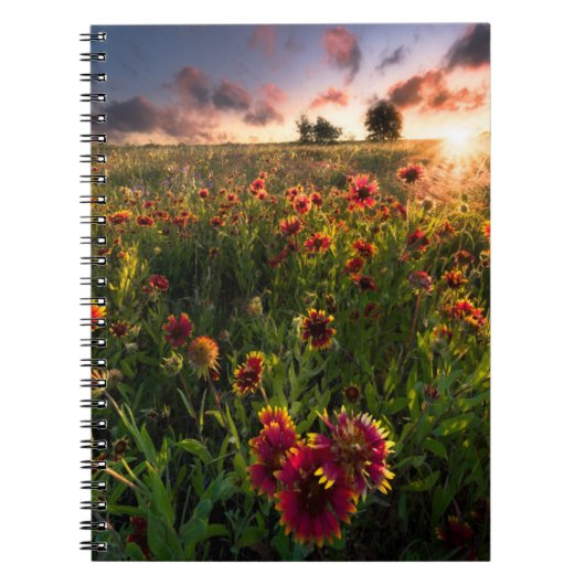 Blumen | Indian Blanket Wildblume Texas Notizblock (Vorderseite)