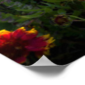 Blumen | Indian Blanket Wildblume Texas Poster (Ecke)