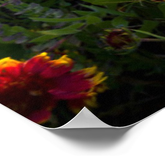 Blumen | Indian Blanket Wildblume Texas Poster (Ecke)