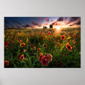 Blumen | Indian Blanket Wildblume Texas Poster (Vorne)
