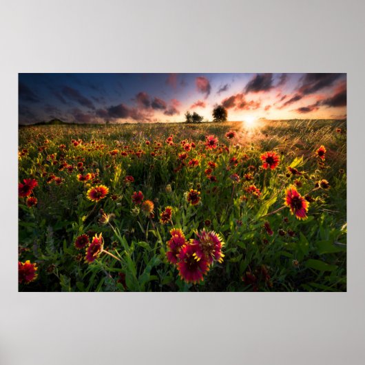Blumen | Indian Blanket Wildblume Texas Poster (Vorne)