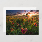 Blumen | Indian Blanket Wildblume Texas Postkarte (Vorne/Hinten)