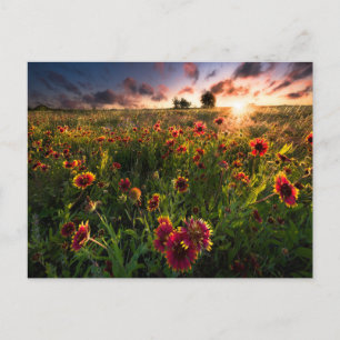 Blumen   Indian Blanket Wildblume Texas Postkarte