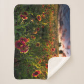 Blumen | Indian Blanket Wildblume Texas Sherpadecke (Vorderseite)