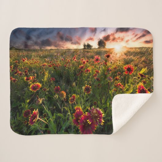 Blumen | Indian Blanket Wildblume Texas Sherpadecke (Vorderseite (Horizontal))