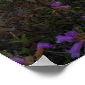 Blumen | Indian Paintbrush & Penstemon Poster (Ecke)