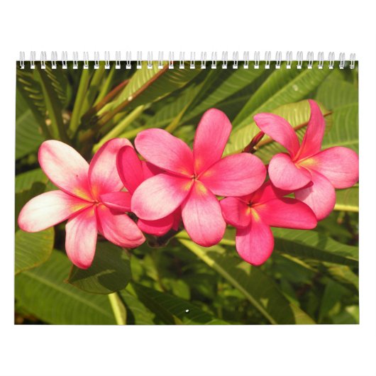 Blumen Kalender (Titelbild)