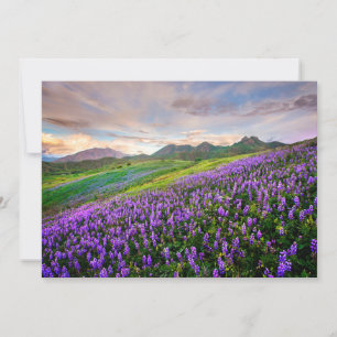 Blumen Kalifornische Wildblumen Dankeskarte