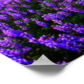 Blumen | Kalifornische Wildblumen Poster (Ecke)