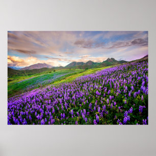 Blumen   Kalifornische Wildblumen Poster