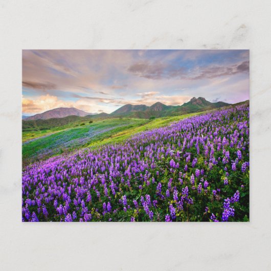 Blumen | Kalifornische Wildblumen Postkarte (Vorderseite)
