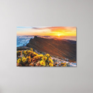 Blumen   Kanarische Inseln, Spanien Leinwanddruck