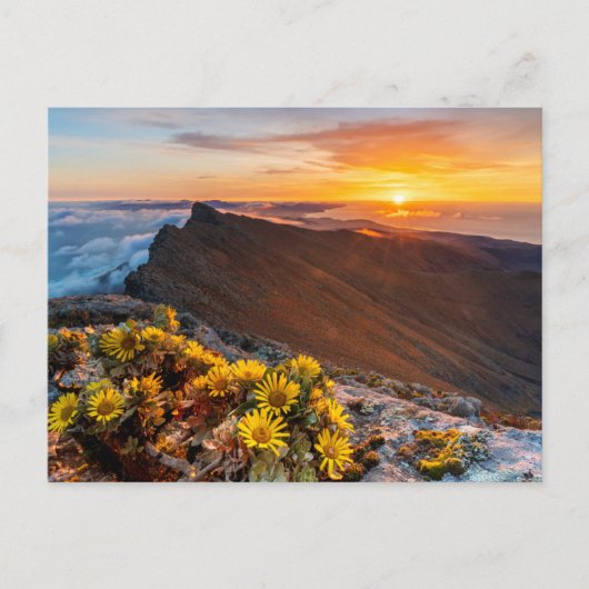 Blumen | Kanarische Inseln, Spanien Postkarte (Vorderseite)