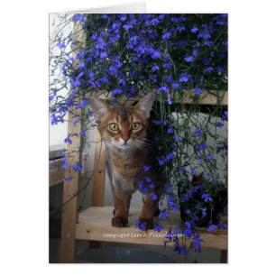 Blumen-Katze