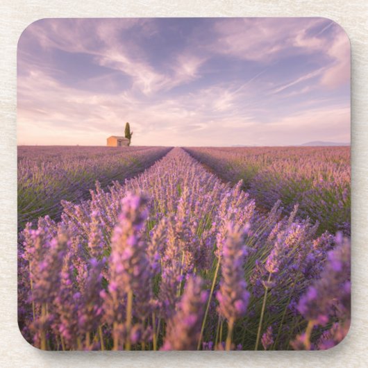 Blumen | Lavendel Südfrankreich Getränkeuntersetzer (Vorderseite)