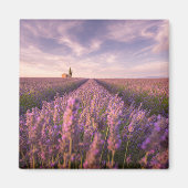 Blumen | Lavendel Südfrankreich Magnet (Vorne)