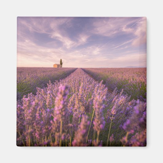 Blumen | Lavendel Südfrankreich Magnet (Vorne)
