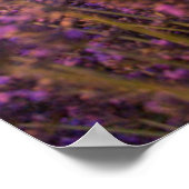 Blumen | Lavendel Südfrankreich Poster (Ecke)