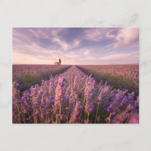 Blumen | Lavendel Südfrankreich Postkarte (Vorderseite)