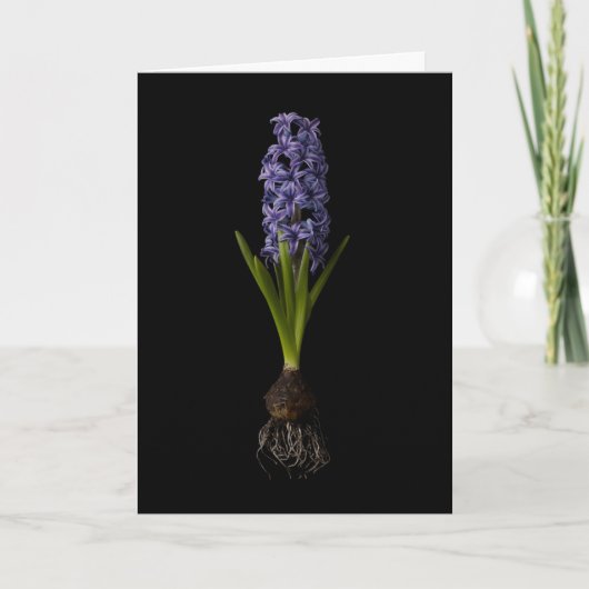 Blumen | Lila Hyacinth Bulb Karte (Vorderseite)