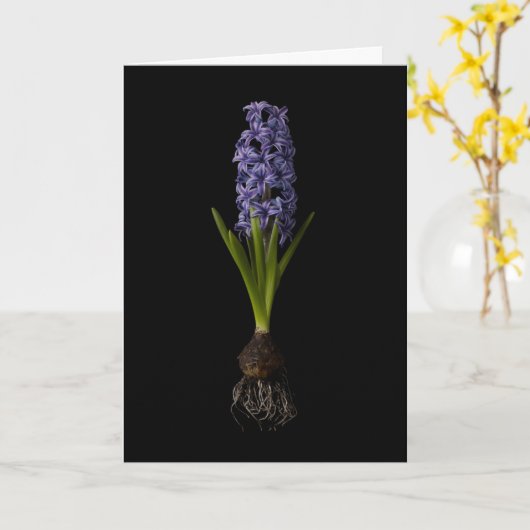 Blumen | Lila Hyacinth Bulb Karte (Gelbe Blume)