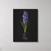 Blumen | Lila Hyacinth Bulb Leinwanddruck (Vorderseite)