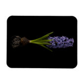 Blumen | Lila Hyacinth Bulb Magnet (Horizontal)