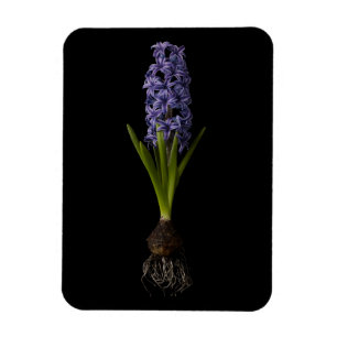 Blumen Lila Hyacinth Bulb Magnet