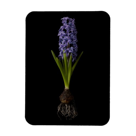 Blumen | Lila Hyacinth Bulb Magnet (Vertikal)