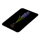 Blumen | Lila Hyacinth Bulb Magnet (Linke Seite)