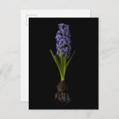 Blumen | Lila Hyacinth Bulb Postkarte (Vorne/Hinten)