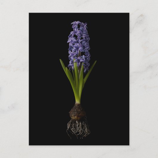 Blumen | Lila Hyacinth Bulb Postkarte (Vorderseite)