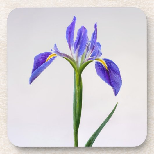 Blumen | Lila Iris-Blume Getränkeuntersetzer (Vorderseite)
