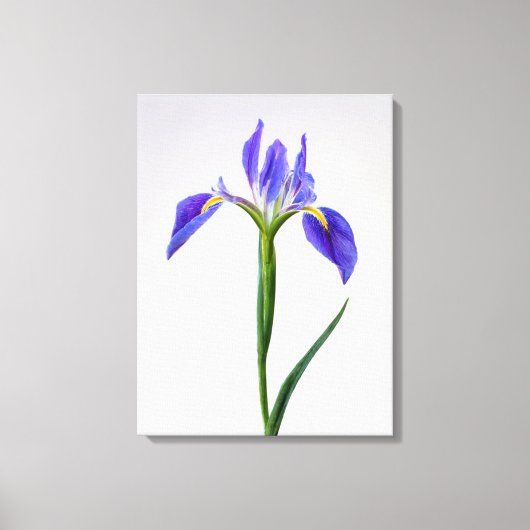 Blumen | Lila Iris-Blume Leinwanddruck (Vorderseite)